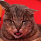 Image for article titled One-Eyed, Four-Toothed Cat with FIV Is the Internet's Newest Celeb